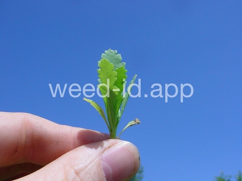 poppy, opium